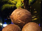 Das Highlight, traditionelles Kokosnuss öffnen zur Begrüßung ihrer Gäste (2).JPG